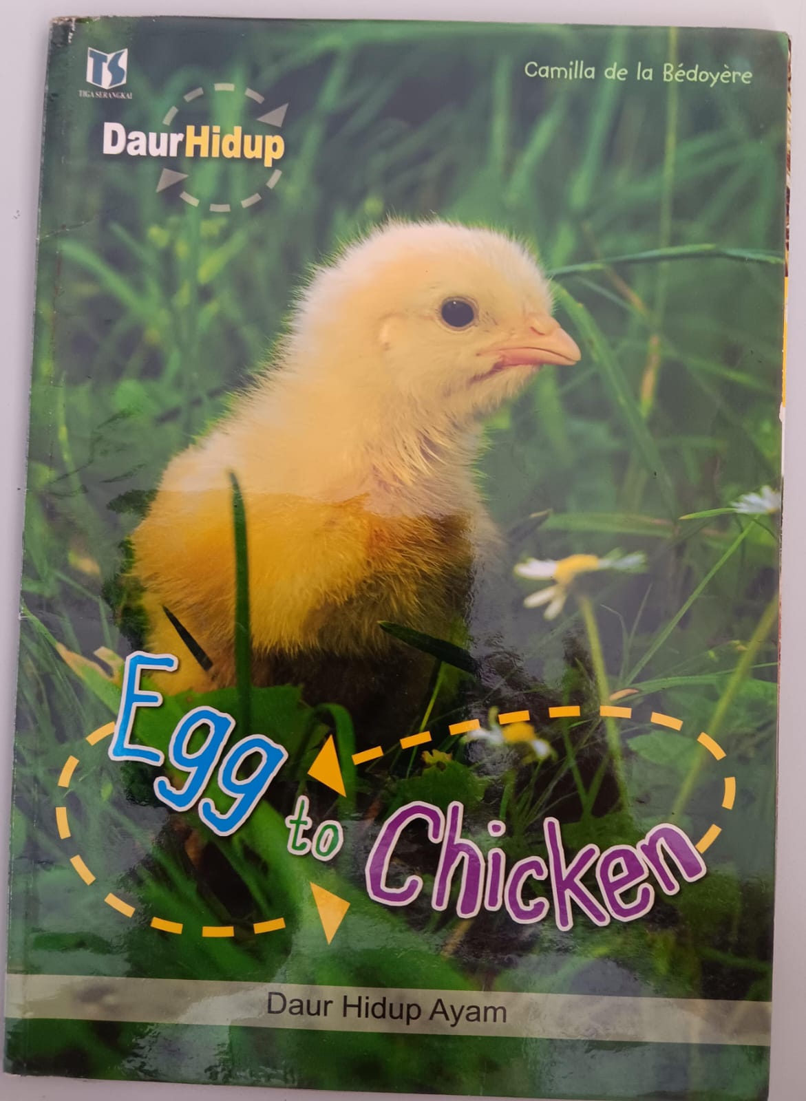Egg to Chicken