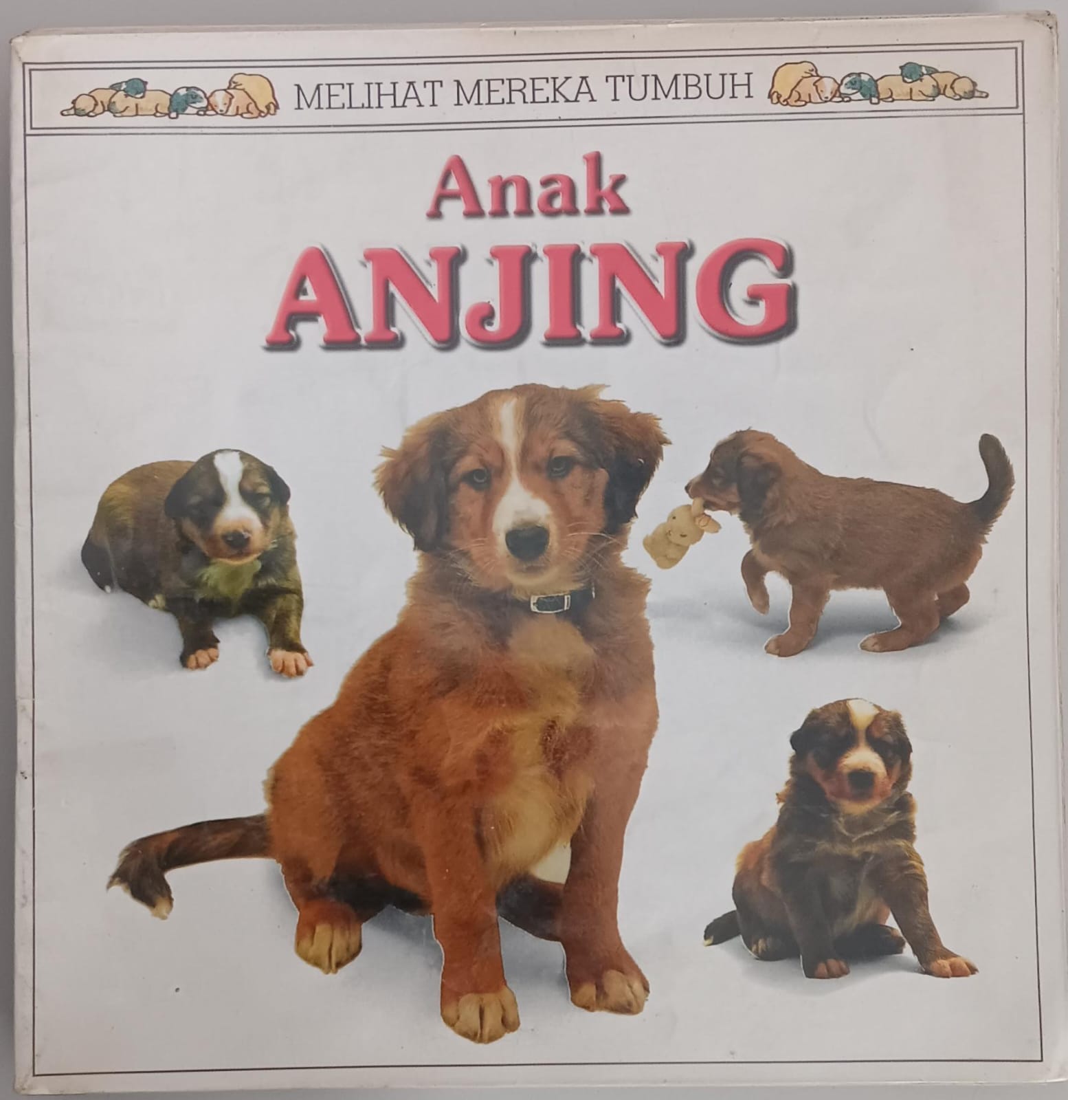 Melihat Mereka Tumbuh ; Anak Anjing