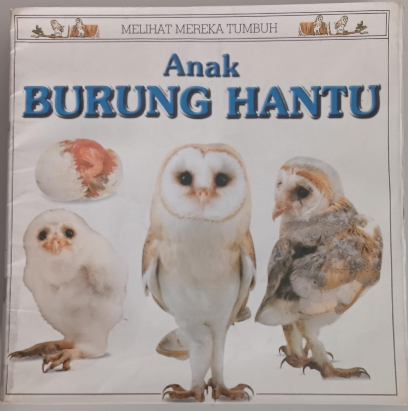 Melihat Mereka Tumbuh ; Anak Burung Hantu