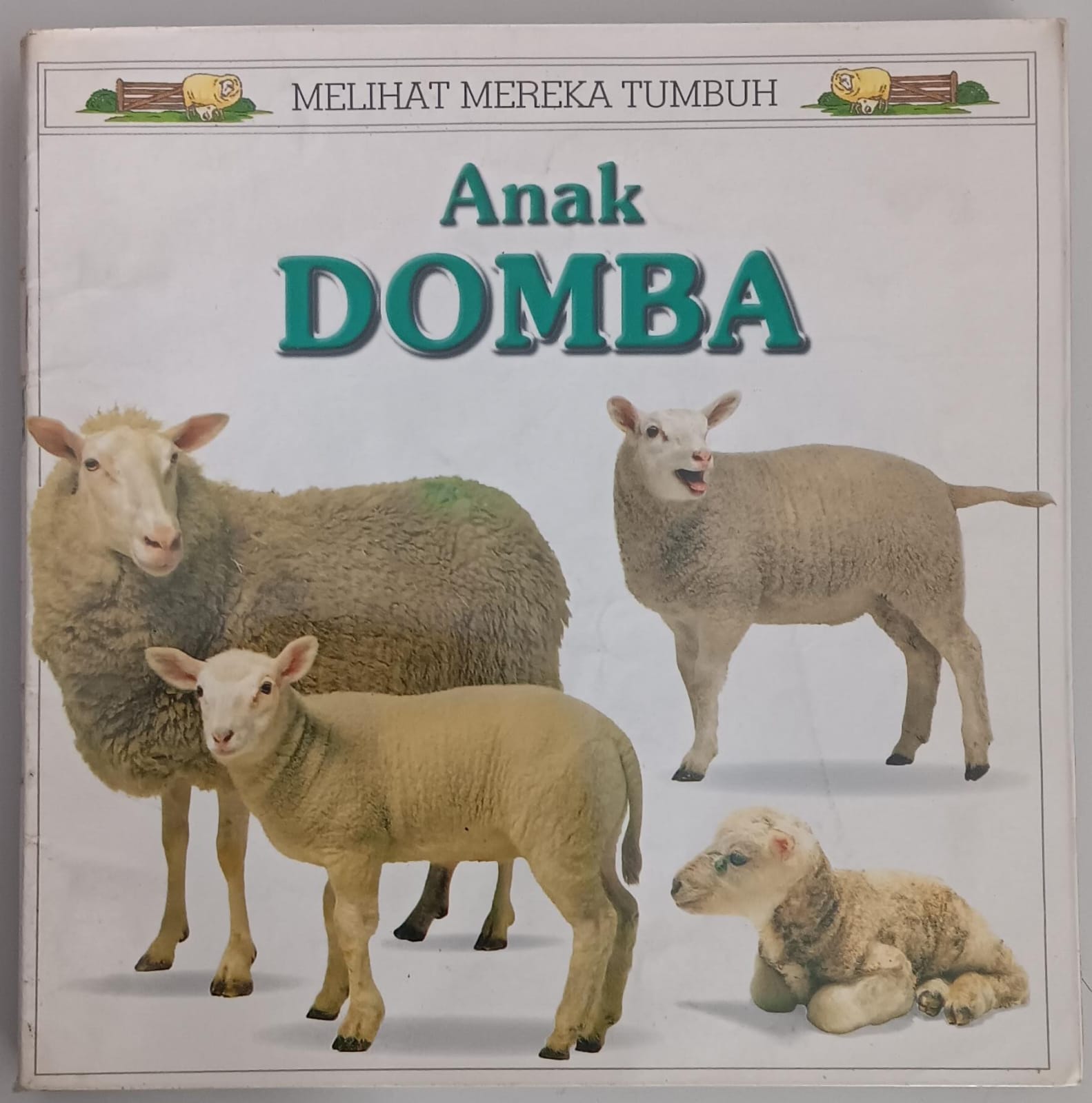 Melihat Mereka Tumbuh ; Anak Domba