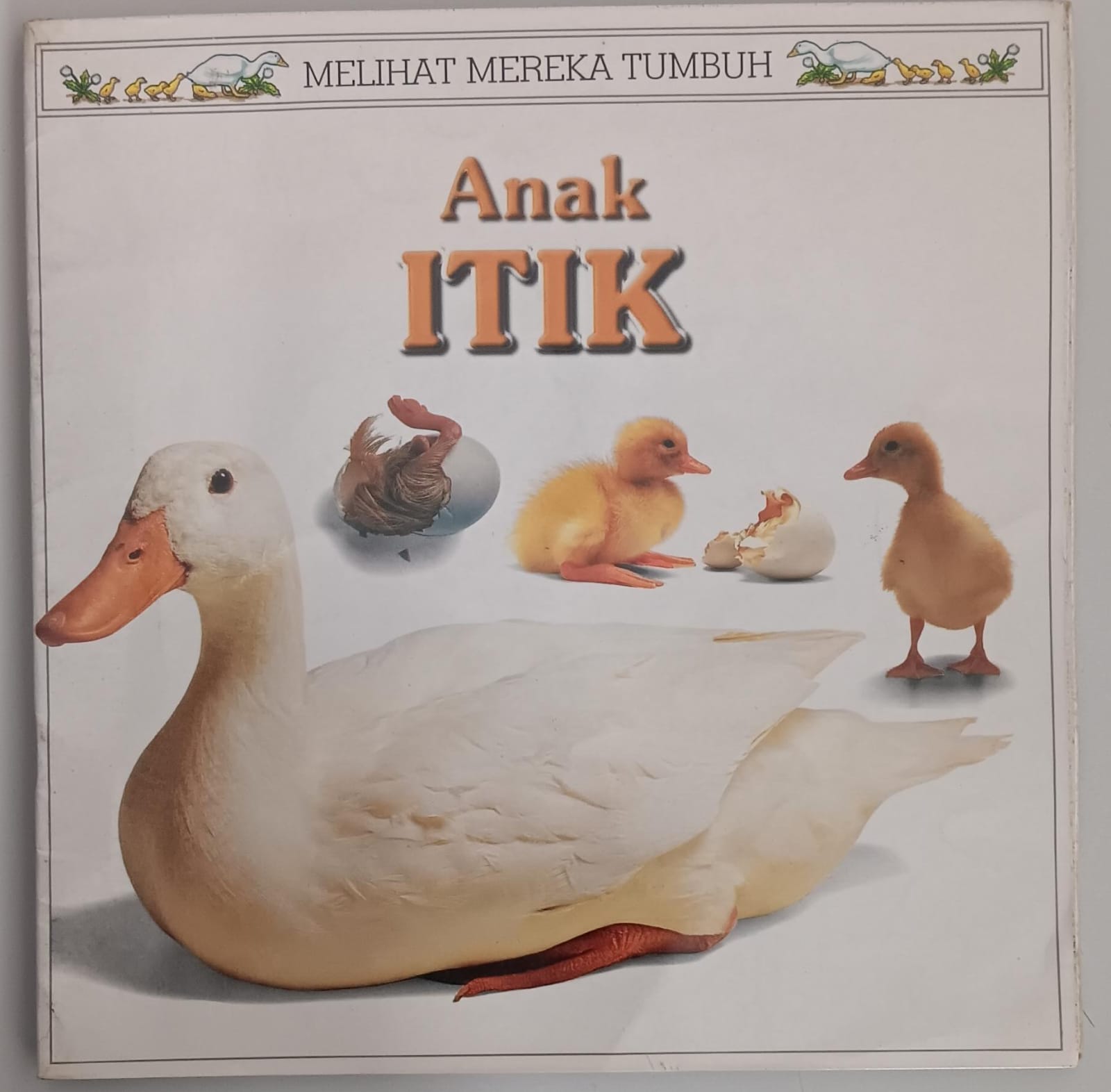 Melihat Mereka Tumbuh ; Anak Itik