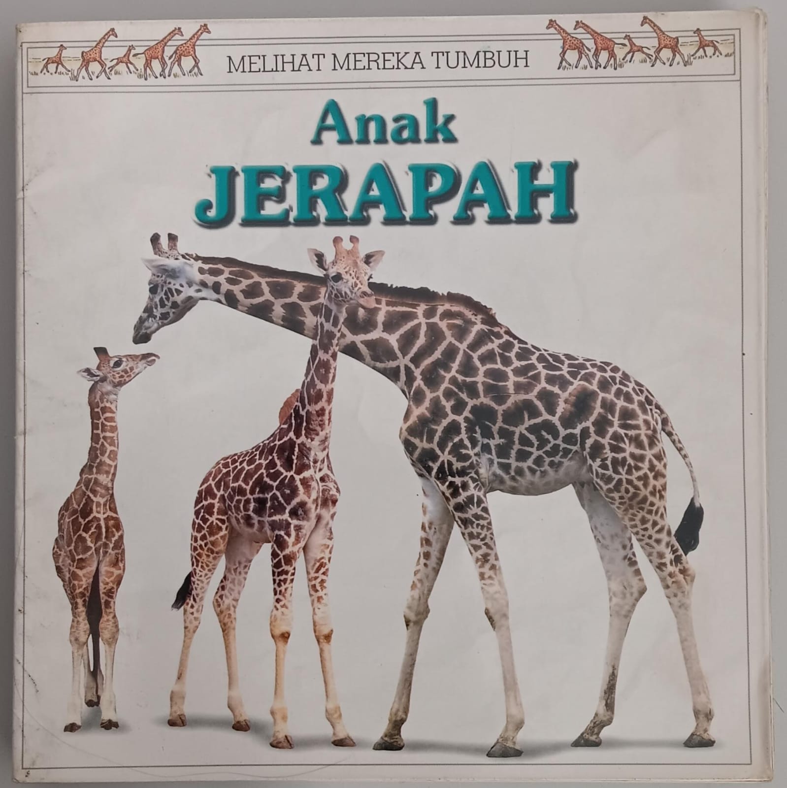 Melihat Mereka Tumbuh ; Anak Jerapah