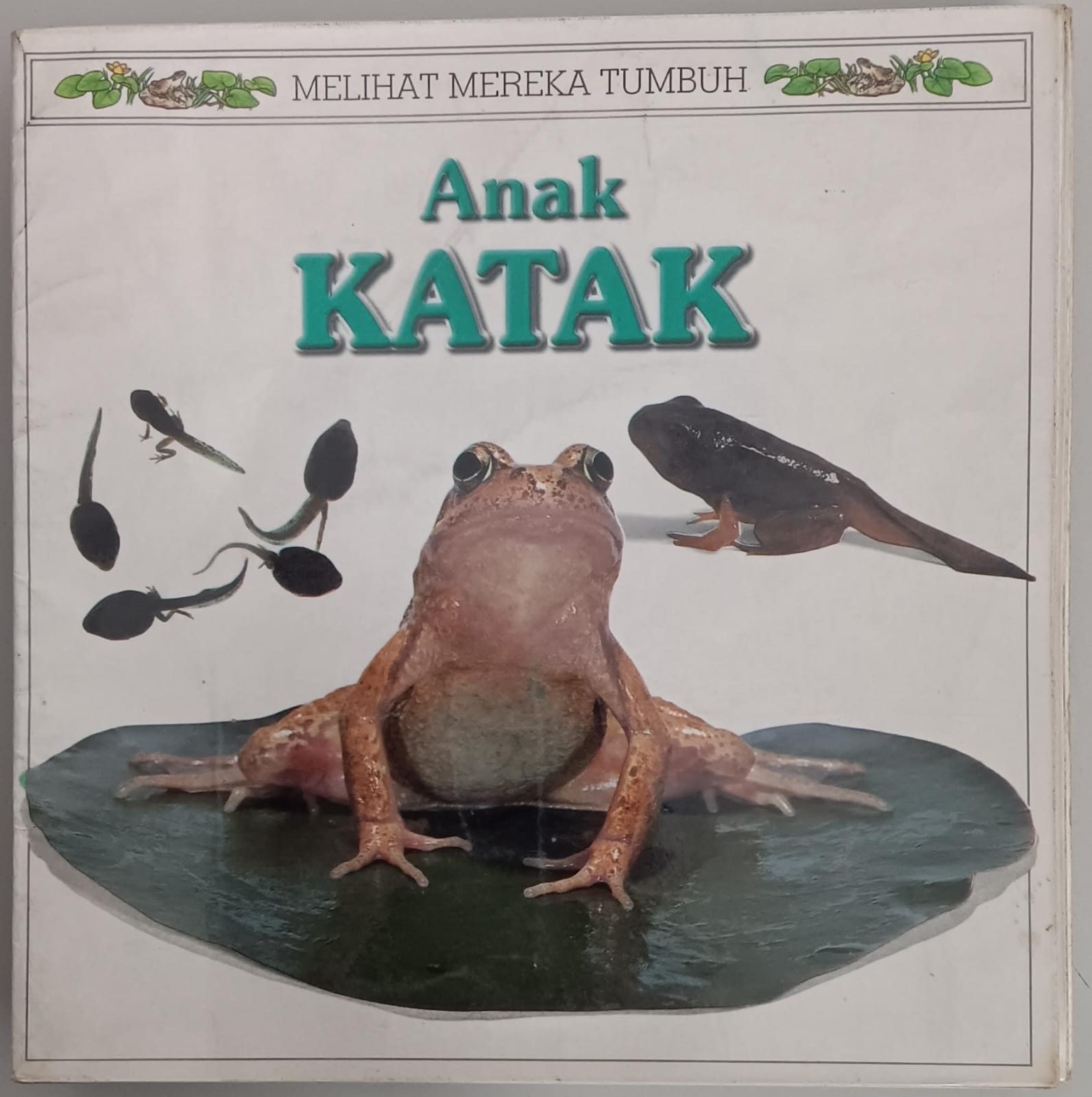 Melihat Mereka Tumbuh ; Anak Katak