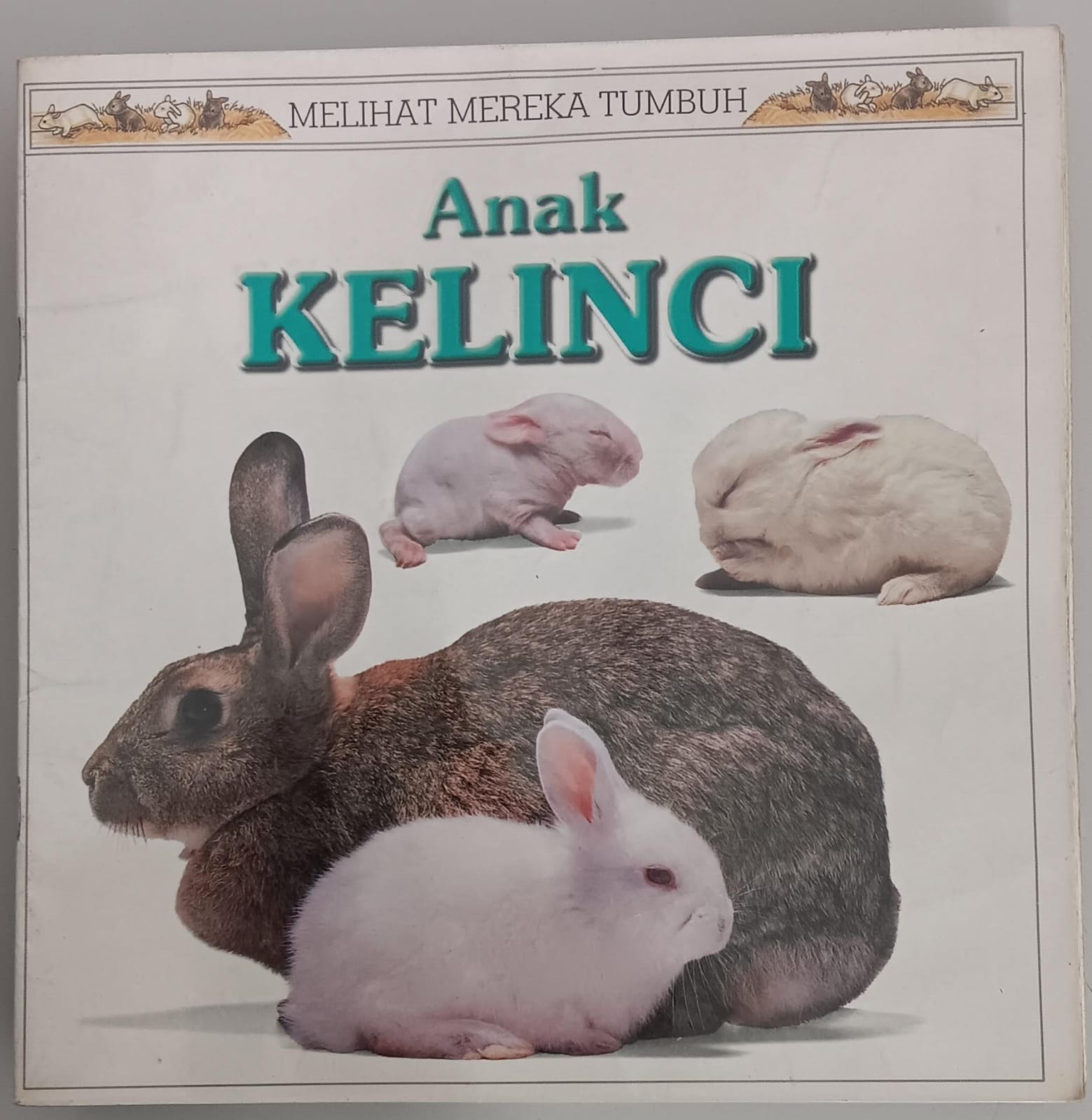 Melihat Mereka Tumbuh ; Anak Kelinci