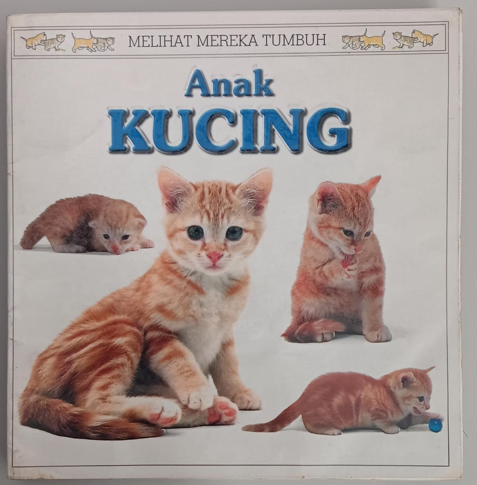 Melihat Mereka Tumbuh ; Anak Kucing