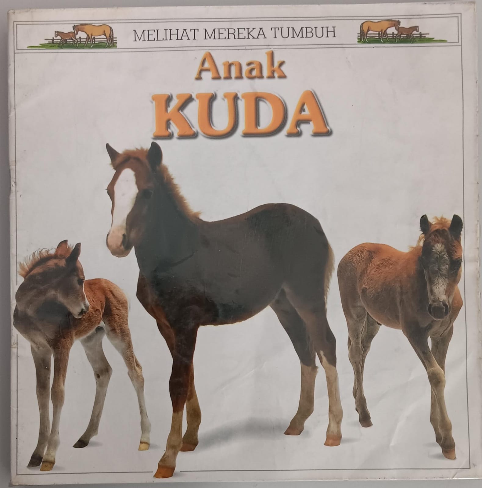 Melihat Mereka Tumbuh ; Anak Kuda
