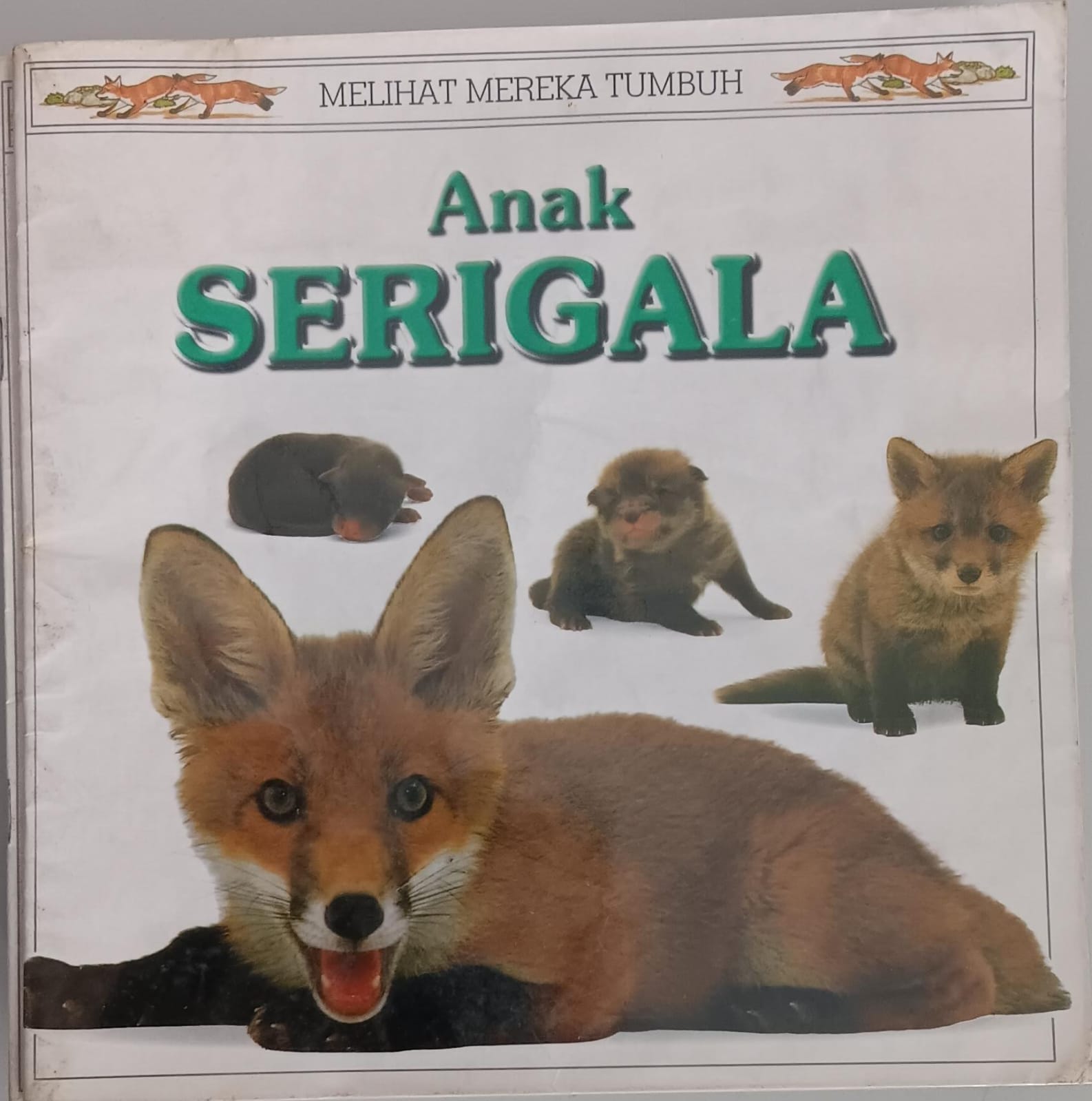 Melihat Mereka Tumbuh ; Anak Serigala