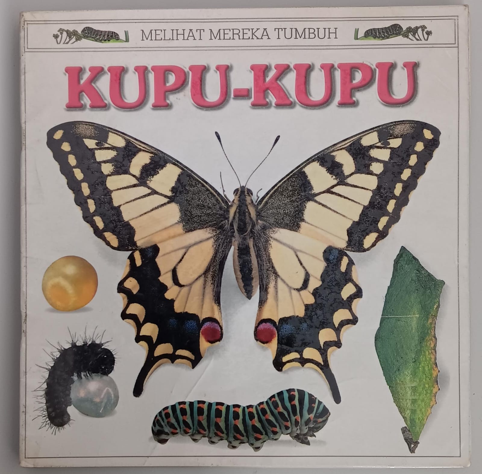 Melihat Mereka Tumbuh ; Kupu-kupu